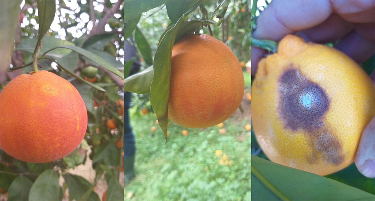 Sintomi da Colletotrichum